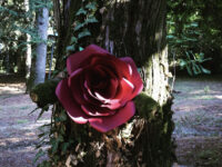 Rosa Gigante in Cartoncino