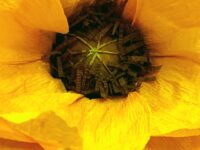 Papavero Gigante con doppi Petali in Carta Crespa