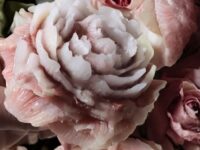 Peonia in pura cera di soia